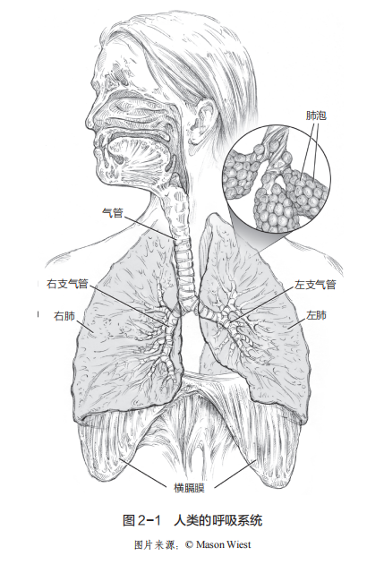 肺素描图图片