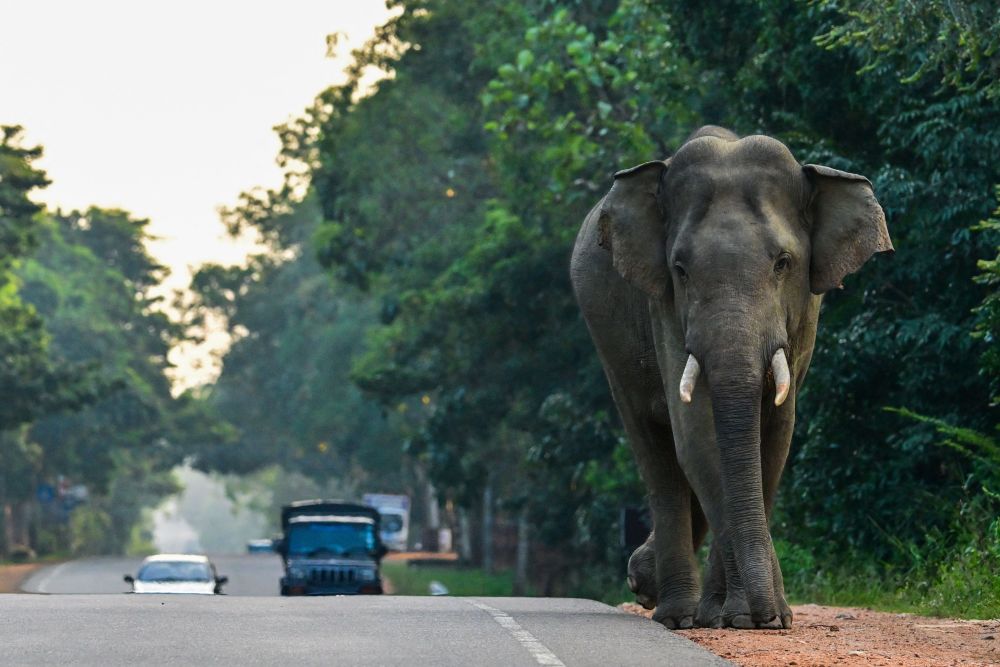 斯里兰卡大象过街