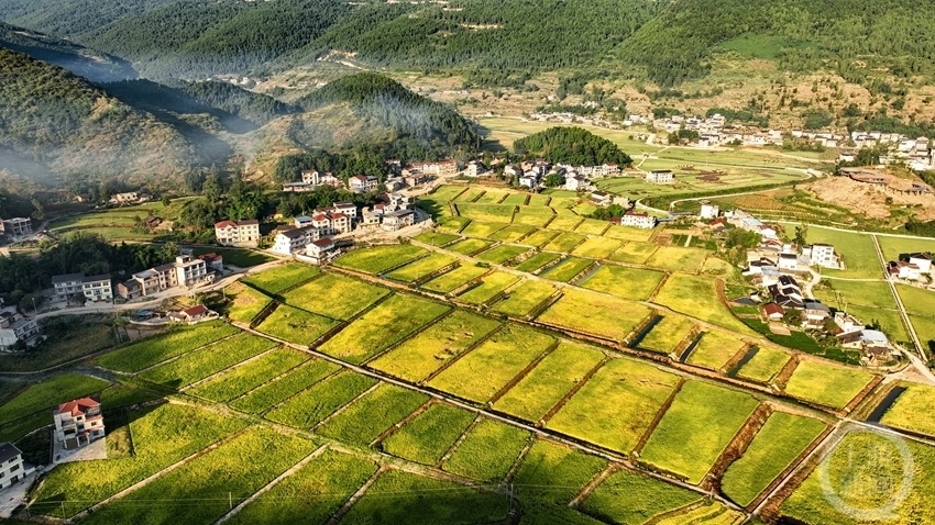 重庆丰都高标准稻田丰收在望