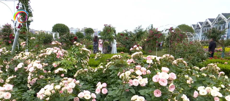 斗南景观月季园,位于昆明市呈贡区斗南国际花卉技术创新中心内.
