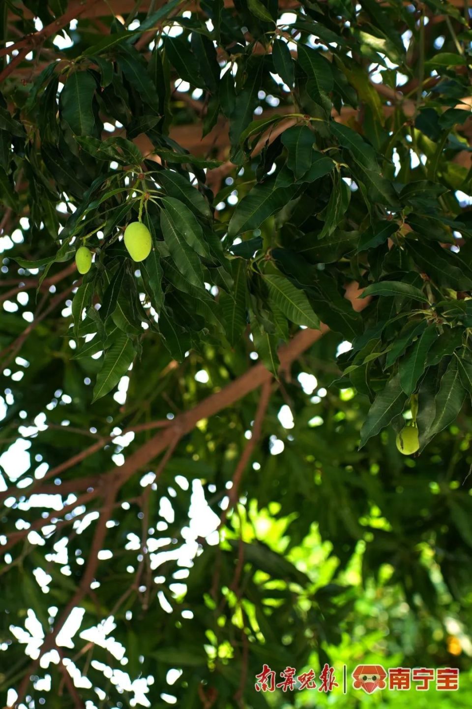 南宁这条路扁桃树绿荫如盖