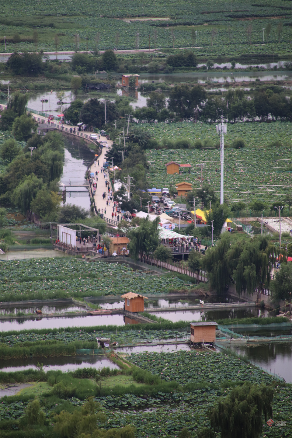 赏荷花,品荷珍,逛荷集……丽江市永胜县第三届荷花季启动