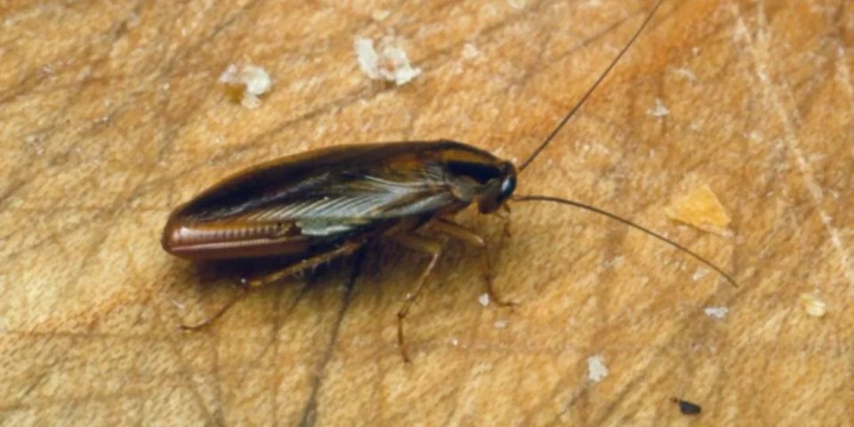 登上nature头条:华人学者揭开蟑螂的起源和入侵之谜