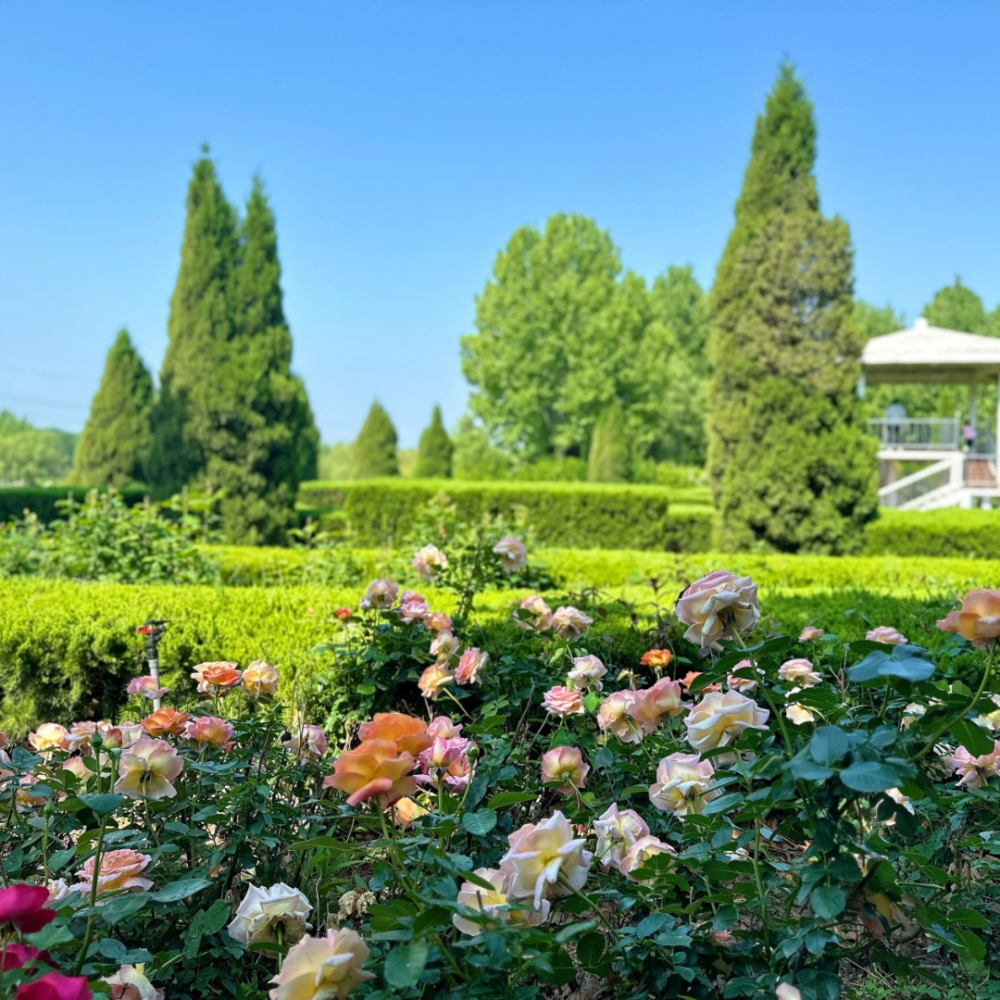 东营的初夏,浅浅的浪漫