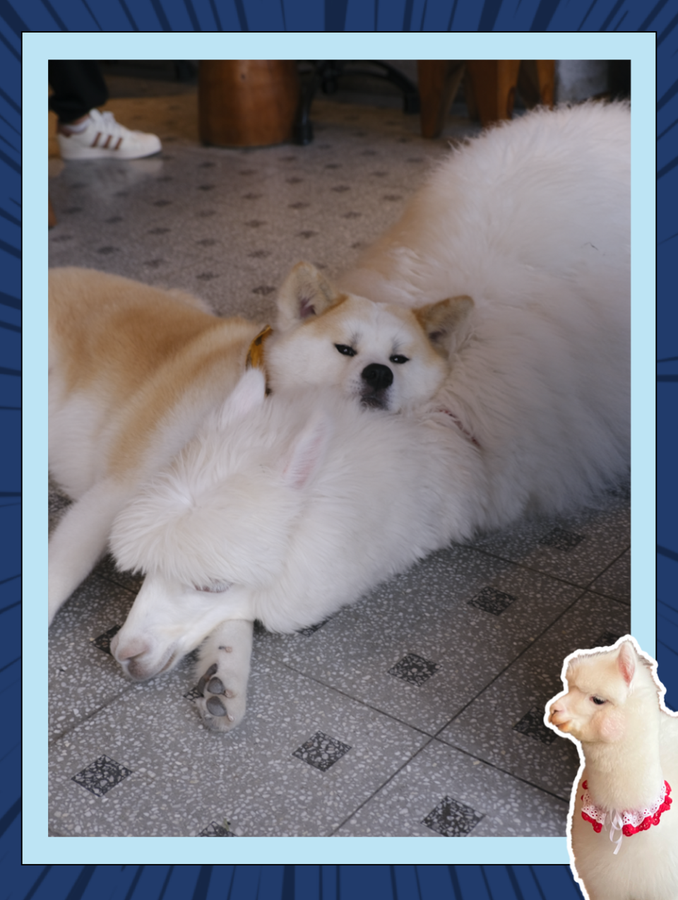 上海人的精神状态还是太领先了_腾讯新闻