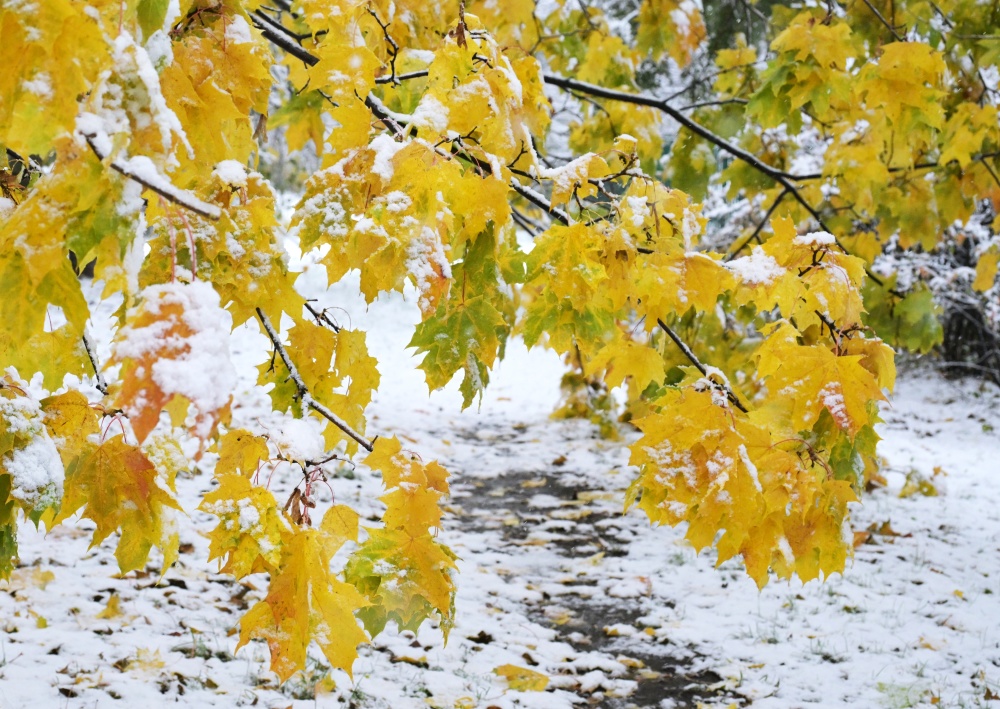 莫斯科雪景实拍图片