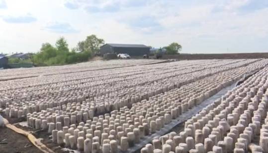 【龙江县融】黑龙江绥棱:木耳产业引领乡村振兴加速跑