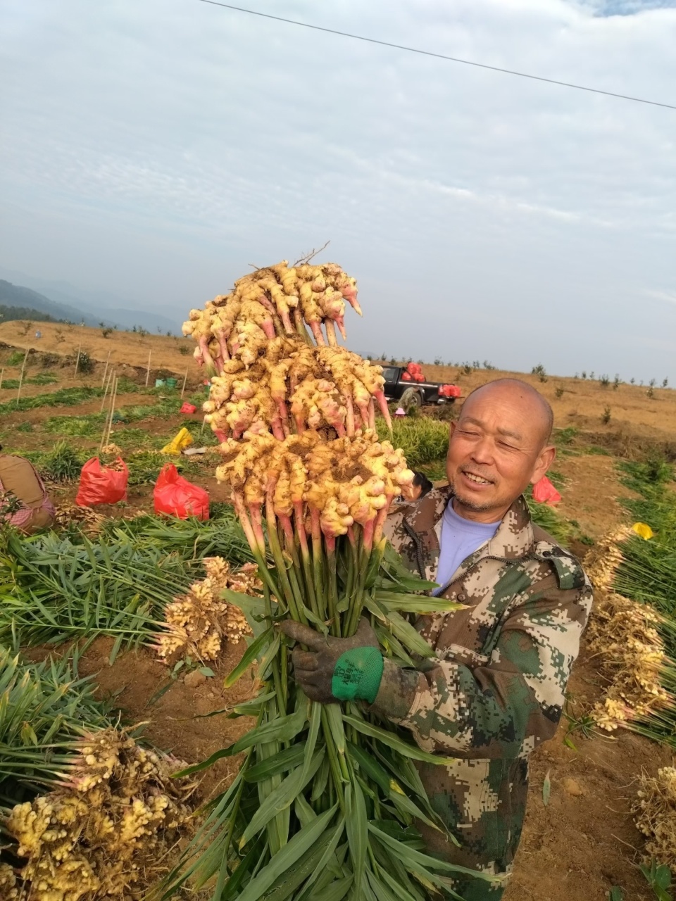 [南方生姜网-图片加载]