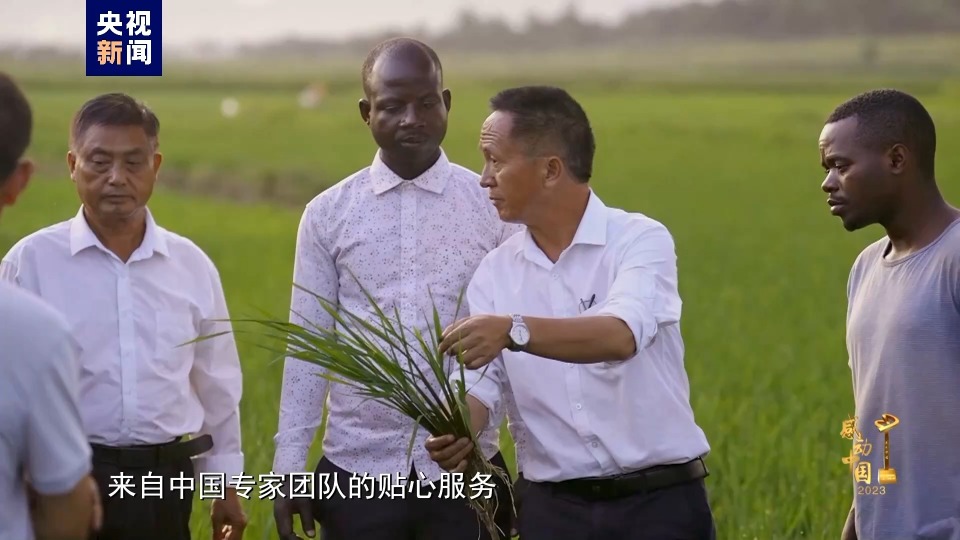 感动中国丨杨华德60岁的他在非洲推广中国杂交水稻