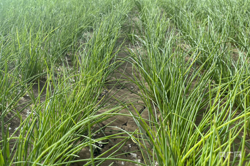 甘肃民勤小沙葱种出致富大产业