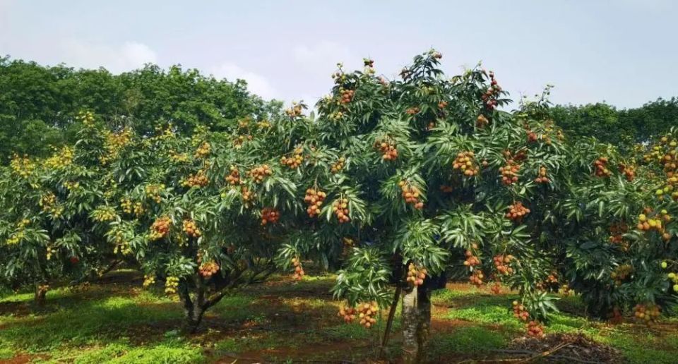 海南荔枝上新啦!点击查看丰收时刻