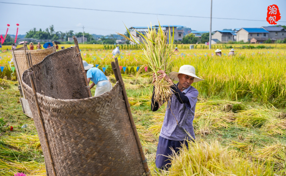 重庆乡村飘稻香,金色大地打谷忙,手工打谷子你们那还有吗?