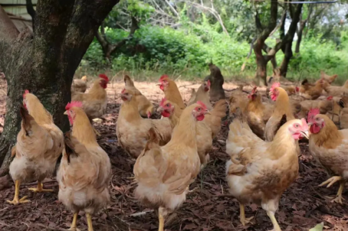 钱大妈携手加盟商积极助农，推动乡村经济高质量发展