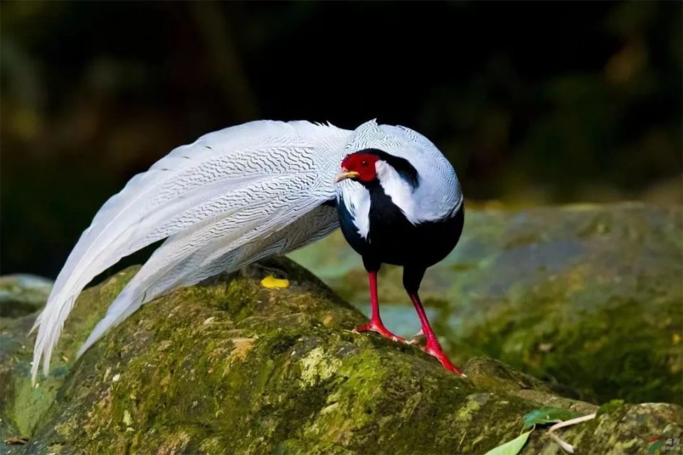 (来源网络)白腹锦鸡,白鹇同属国家二级重点保护野生动物,被列入《世界