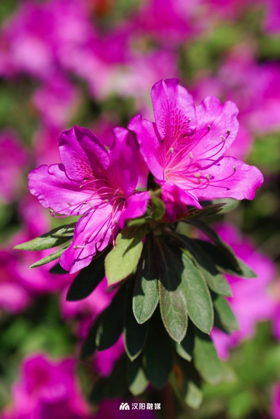 "杜鹃花是中国十大名花之一,被赞誉为花中西施,俗称映山红,是世界公认