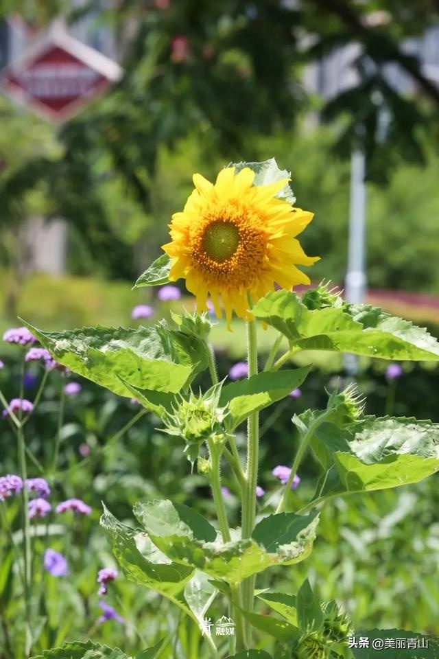 青山夏日花海已上线