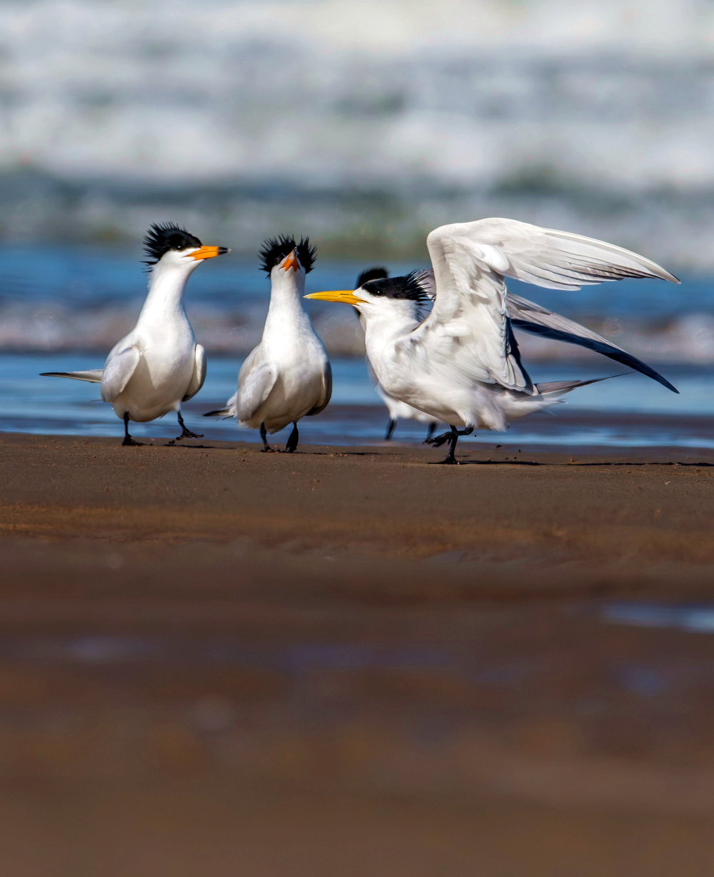 福建:鸟类的乐园