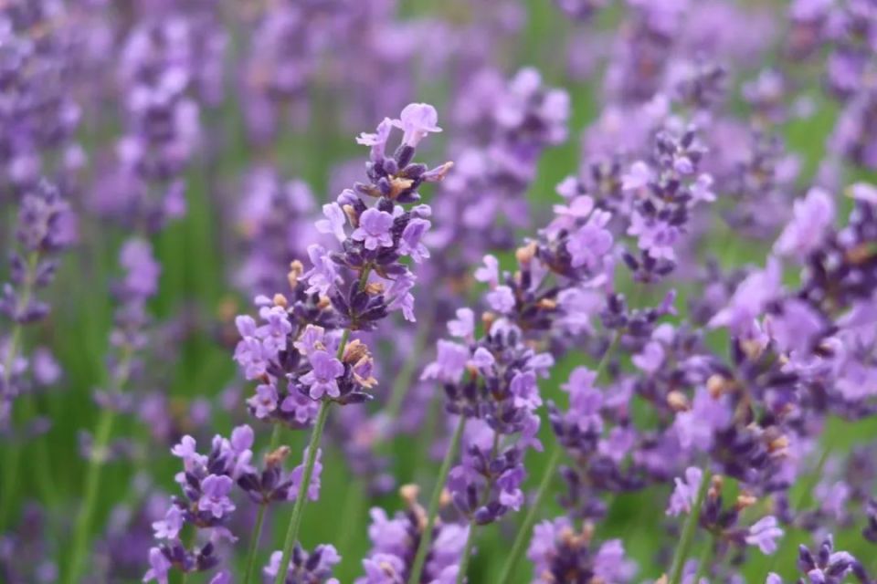 邂逅浪漫紫海,嘉定这里的薰衣草迎来颜值巅峰