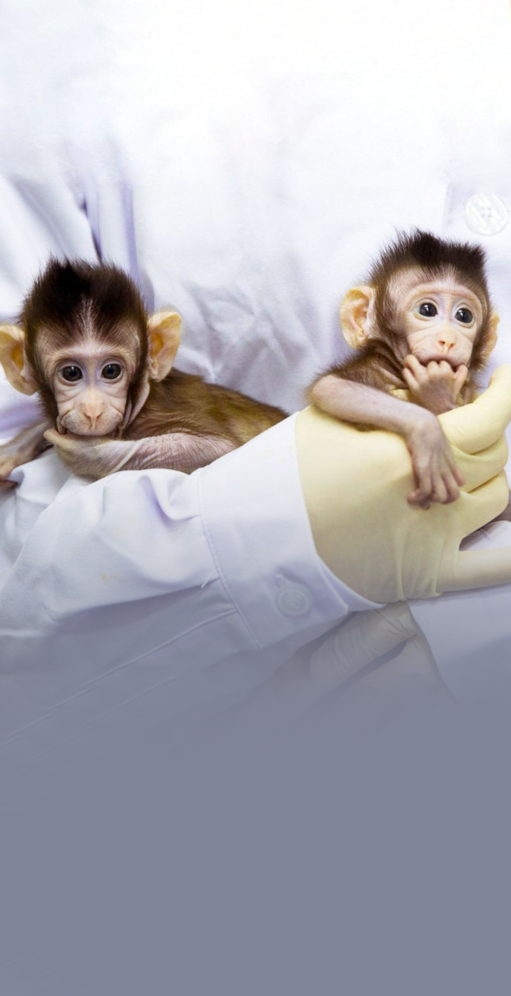 中国封锁，美国实验猴价格暴涨15倍！A股三大实验猴头部玩家的“猴子保卫战” ｜风云主题-腾讯新闻