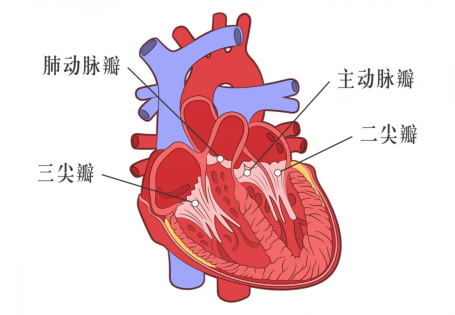 不换瓣，为风湿性心脏病患者成功修复“心门”_腾讯新闻
