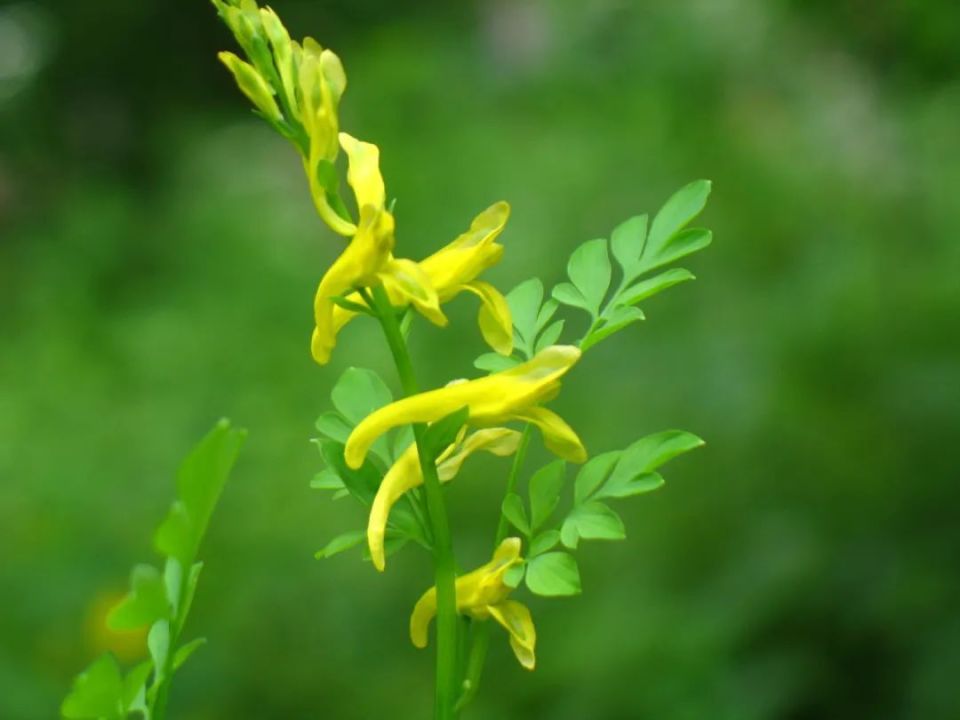 长白山植物千"种"风情~小黄紫堇_腾讯新闻
