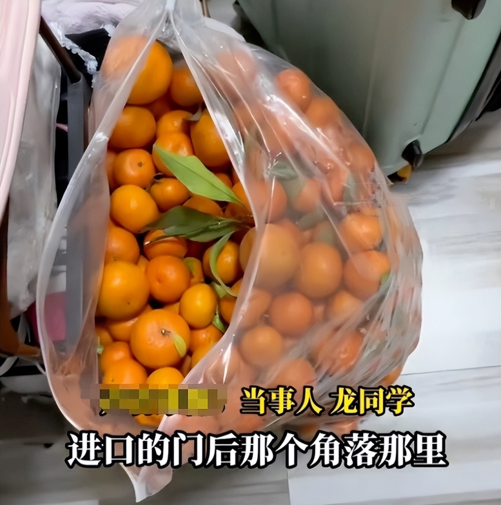 新会砂糖橘 自摘_深圳 摘砂糖橘_带50斤砂糖橘返校