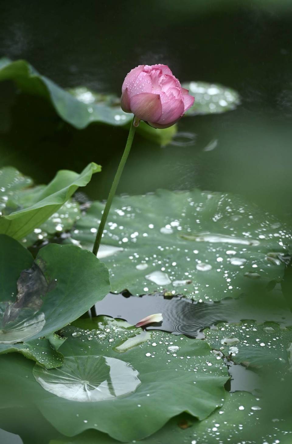 壁纸 花 桌面 960_1460 竖版 竖屏 手机