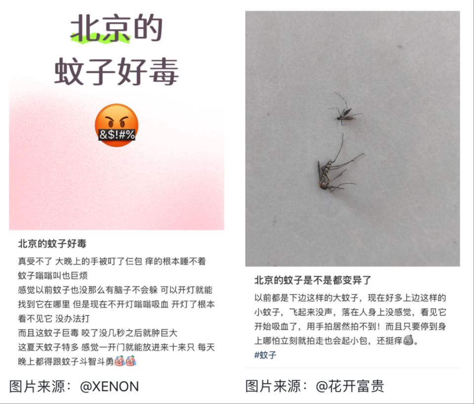 全球“最毒”的蚊子，为何批量北上？