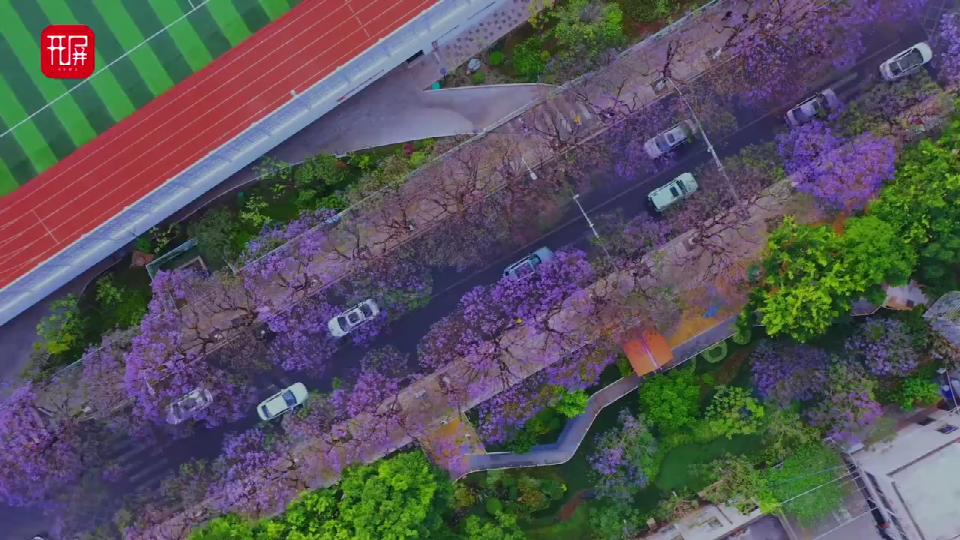 美好生活在云南昆明教场中路的蓝花楹就要盛开啦