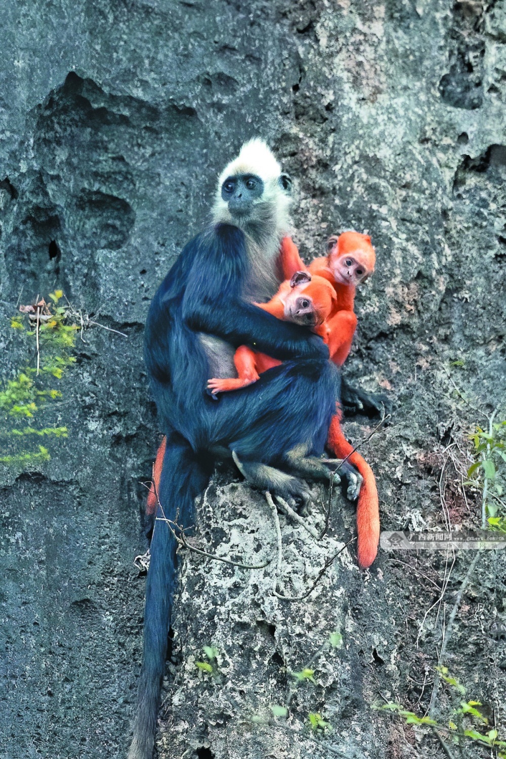 白头叶猴石山上的春之精灵