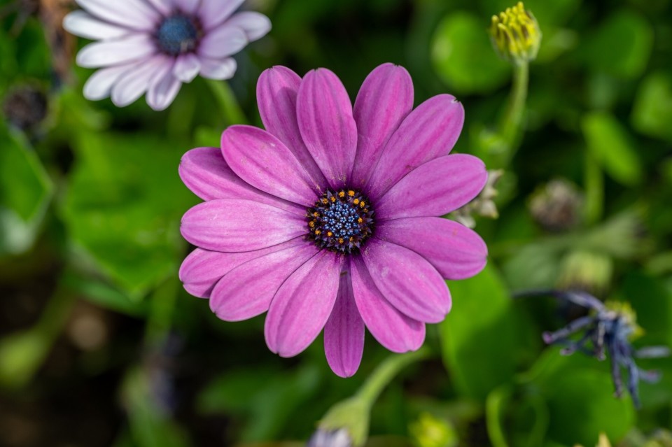 微距不是"怼着拍" 日常环境微距拍摄小教程