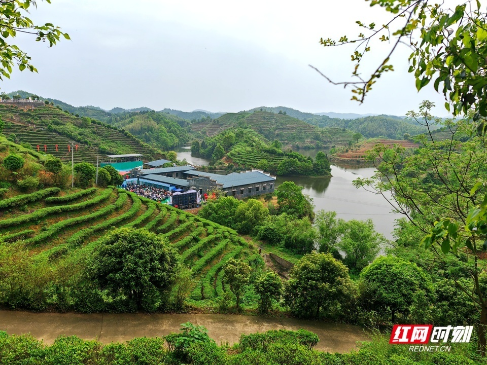 诗画耒阳茶韵悠扬耒阳第二届江头贡茶文化节喊您呷好茶
