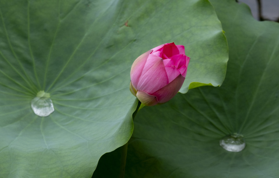超美!广州白云区螺涌公园4万株荷花雨中绽放