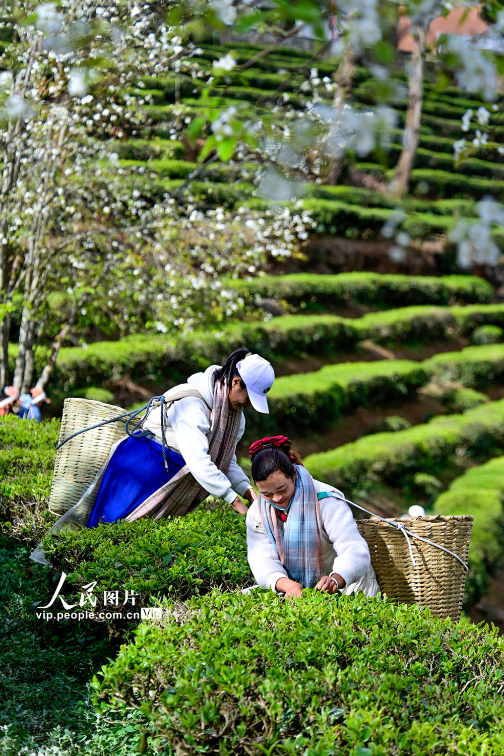 春茶采摘