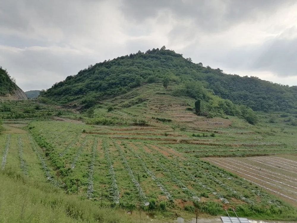 织金县茶店乡:南瓜种植管护忙_腾讯新闻