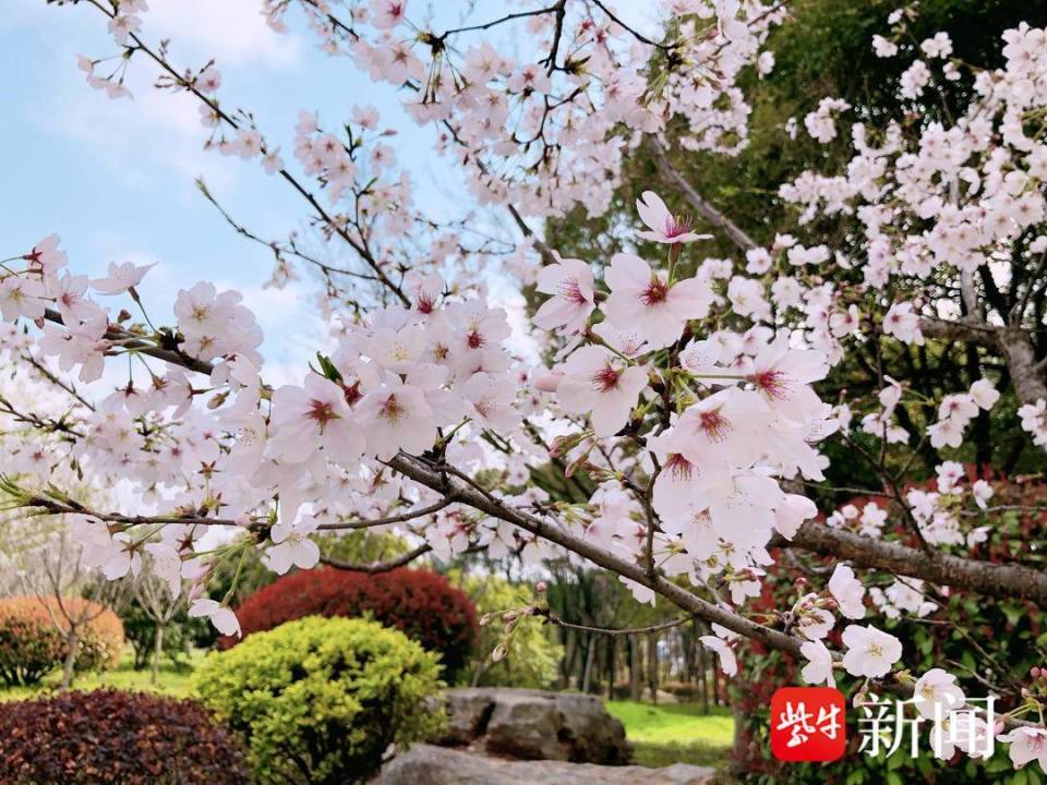 南山绿道樱花盛开,这里有镇江最浪漫的样子,后期晚樱更好看
