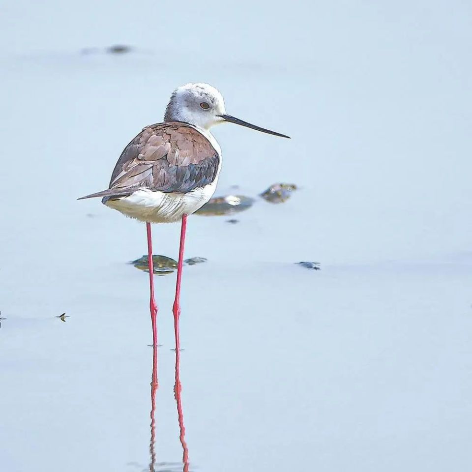 别名大鼯鼠,福建省重点保护动物.