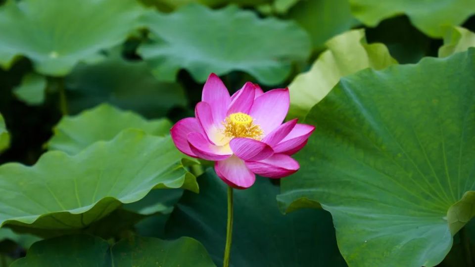 2024成都新津第六届荷花季启动