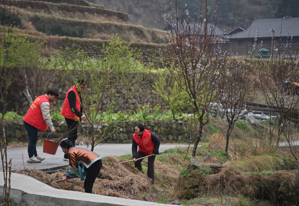 他们坚持每年种树 守护绿水青山