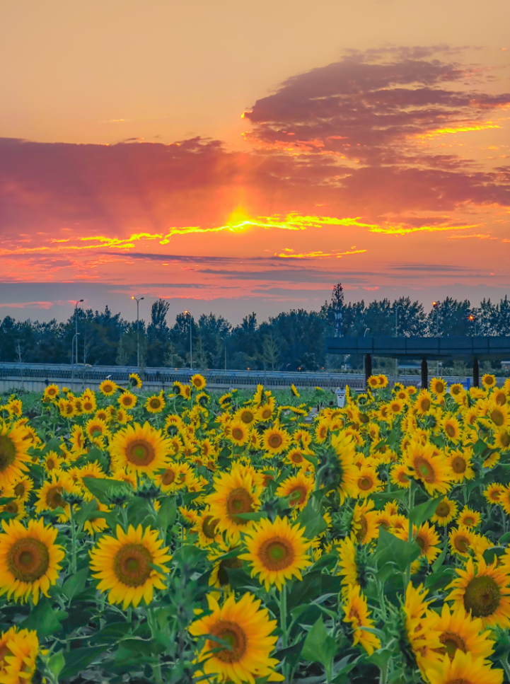 请接受来自公园城市的浪漫环城生态区的向日葵花海火了
