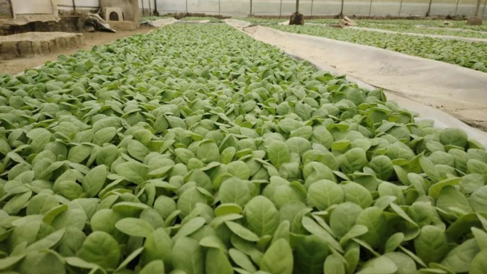 织金县鸡场乡:满棚烟苗吐新芽,带来增收新希望