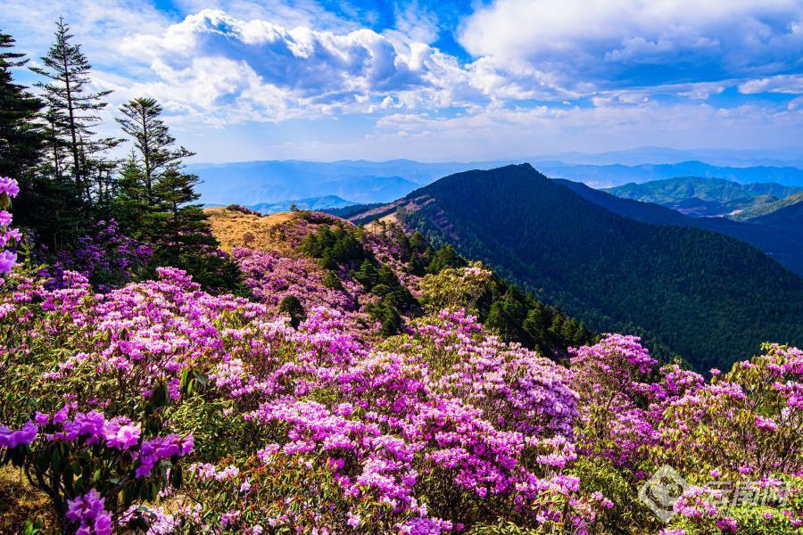 【高清组图】大姚小百草岭:杜鹃花开映山红_腾讯新闻