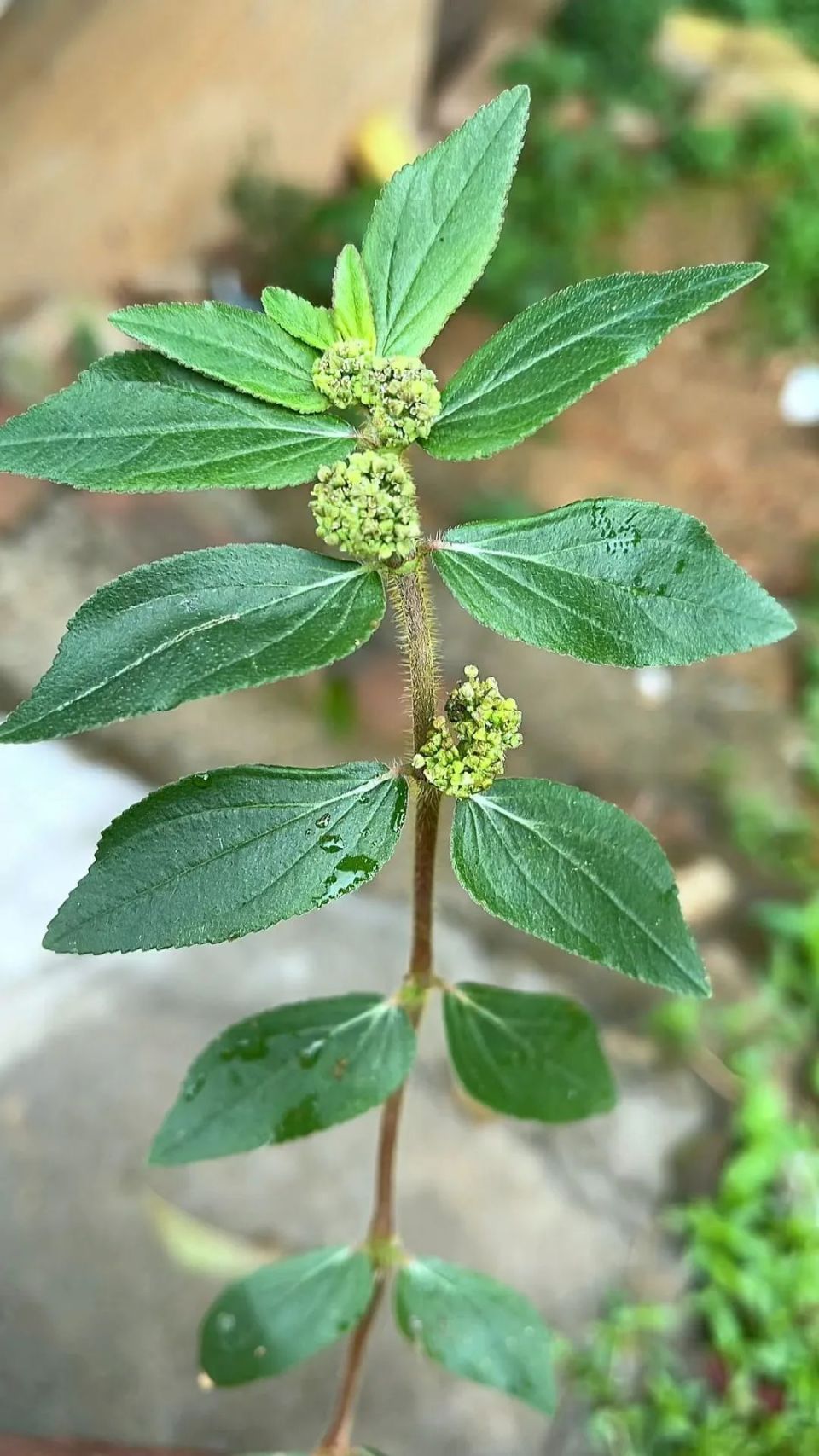 小飞扬草图片及价格图片