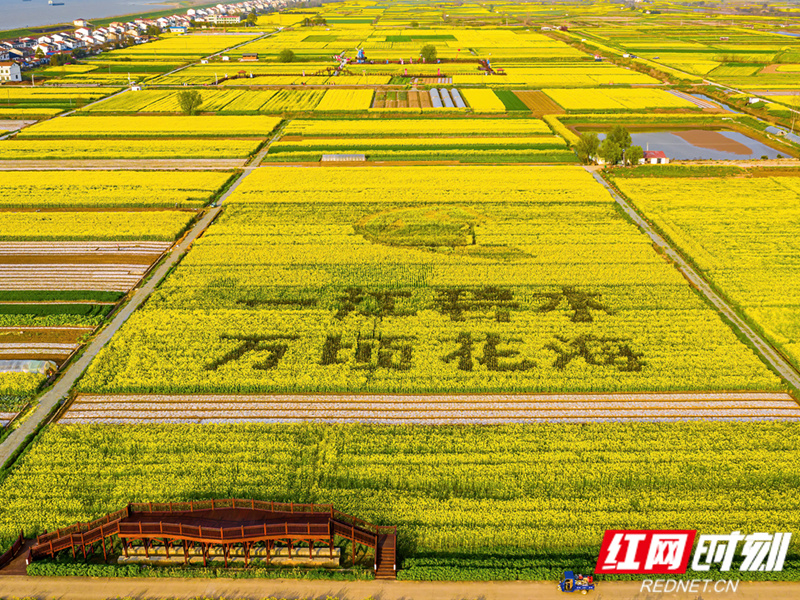 临湘市举行第六届江南油菜花节