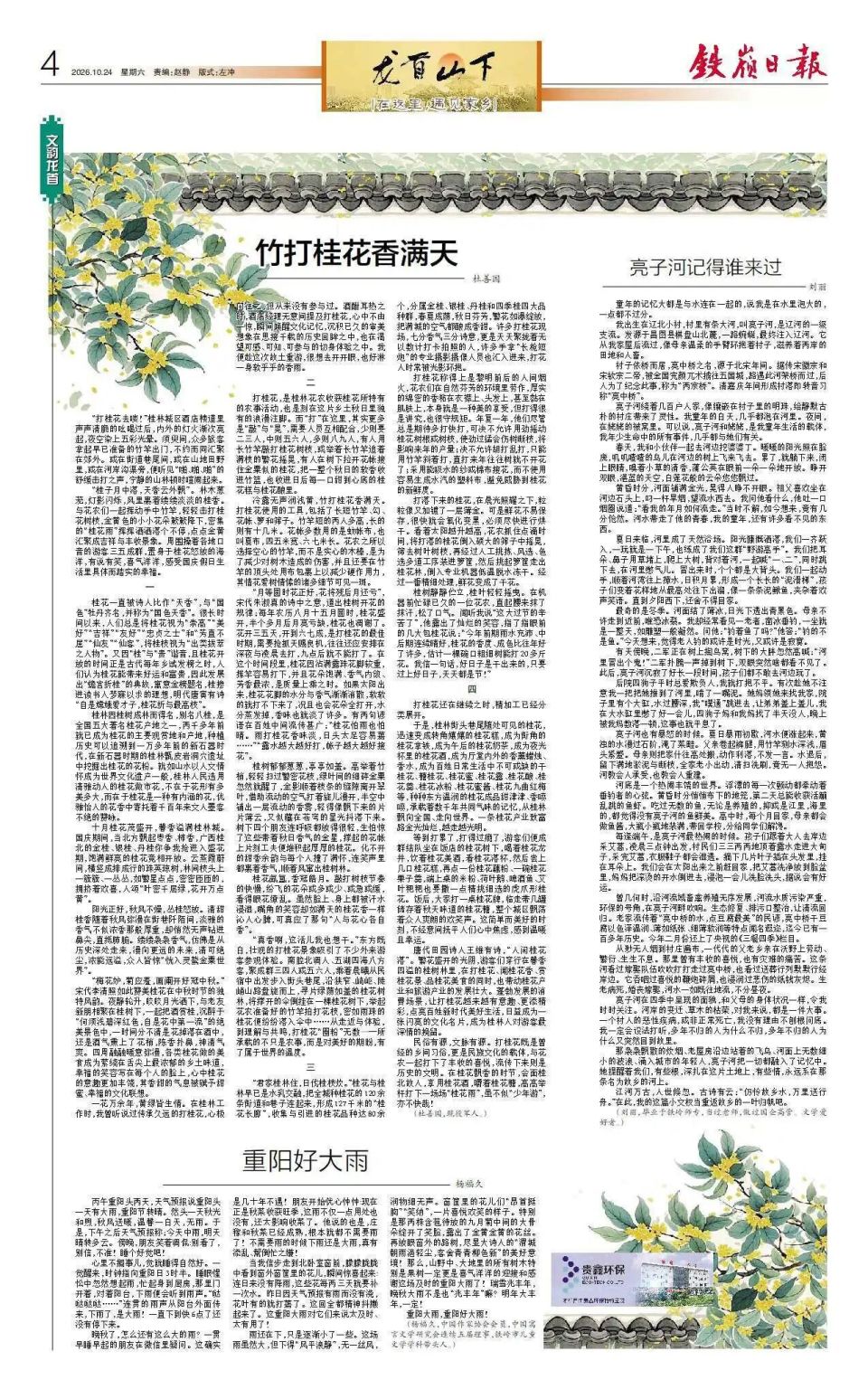 龙首山下（第一百零五期）竹打桂花香满天_腾讯新闻