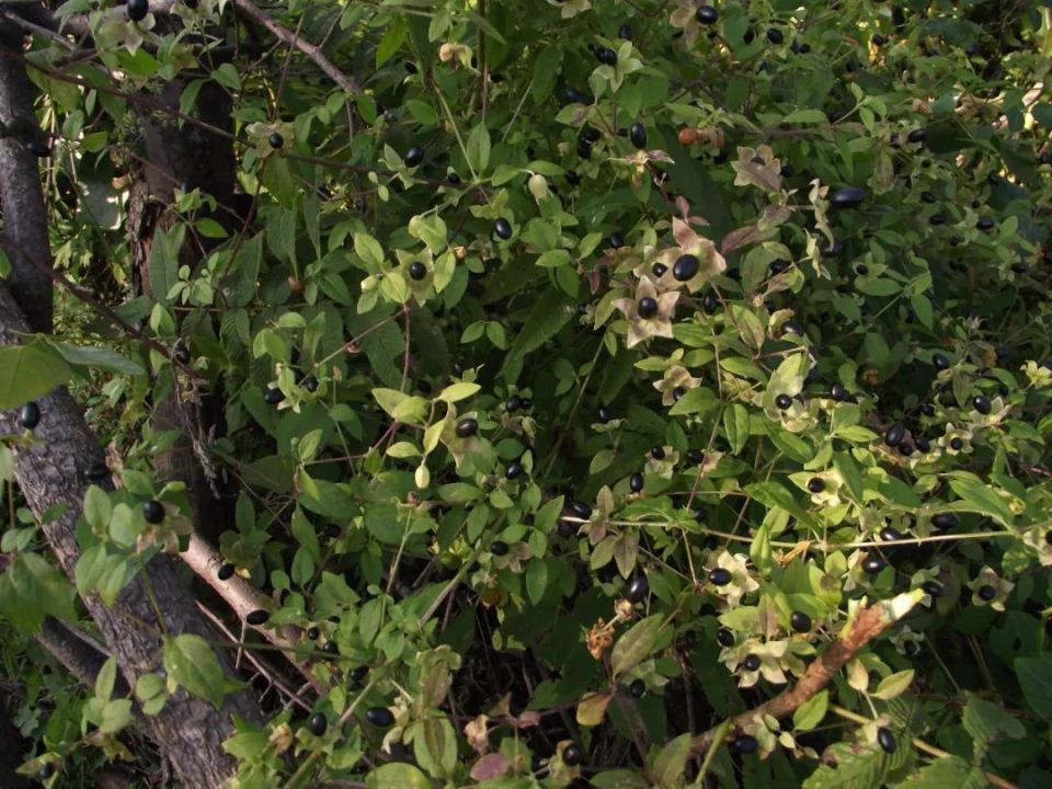 长白山植物千种风情~狗筋蔓