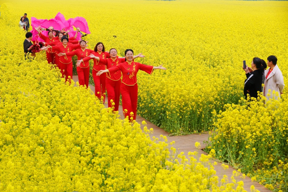 保定市满城区:油菜花变"致富花" 风景带来好"钱景"