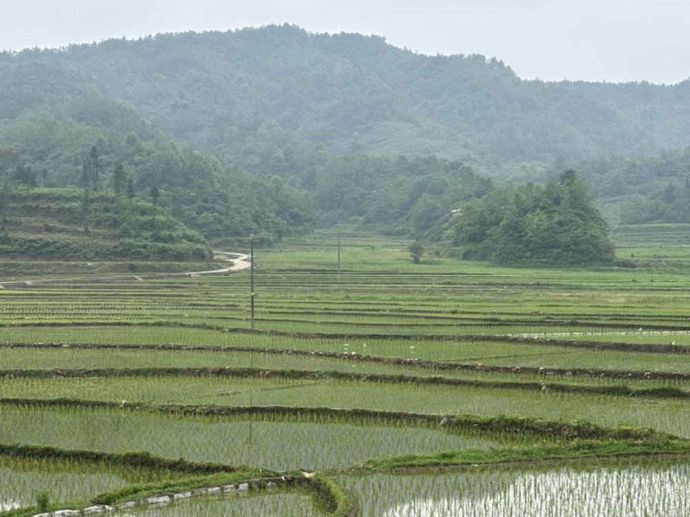 石硐镇:夏季农忙正当时 稻田插秧抹新绿