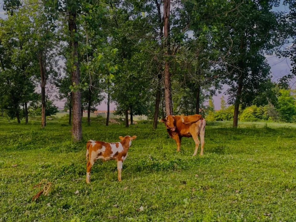 的乐园一片原生态绿油油的草甸汉中东引线大桥下石跃强/摄混合着青草