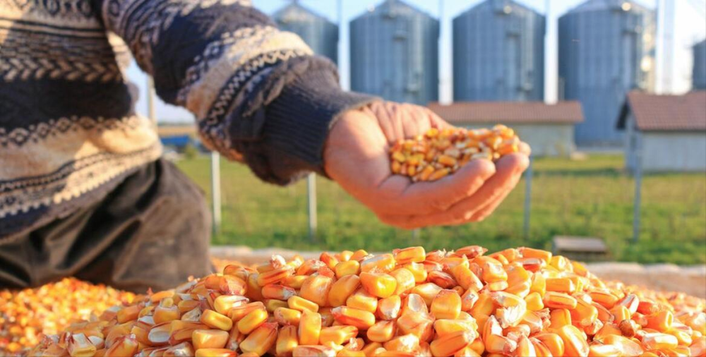 市场传来好消息玉米又支楞起来了这次要涨多久